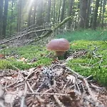 Black Forest Bergliebe Pool Terrasse Ruhe Komfort