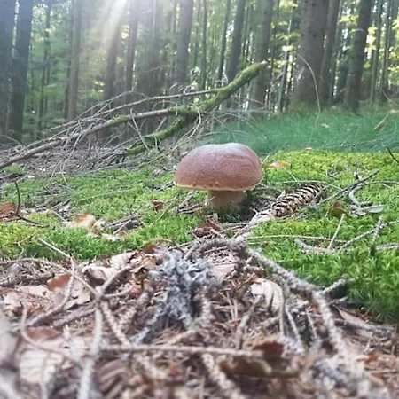 Black Forest Bergliebe Pool Terrasse Ruhe Komfort